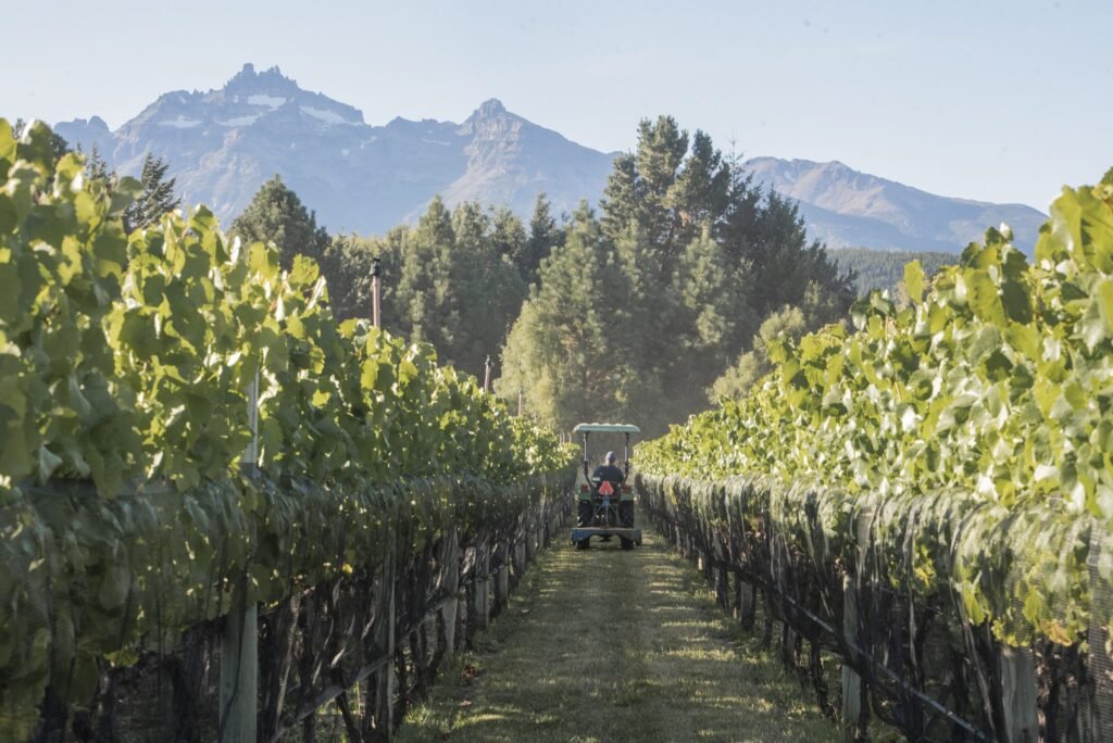 Bodega Casa Yagüe