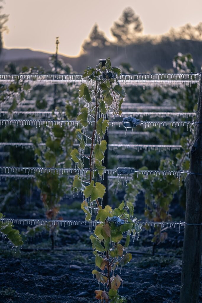 Viñas del Nant y Fall
