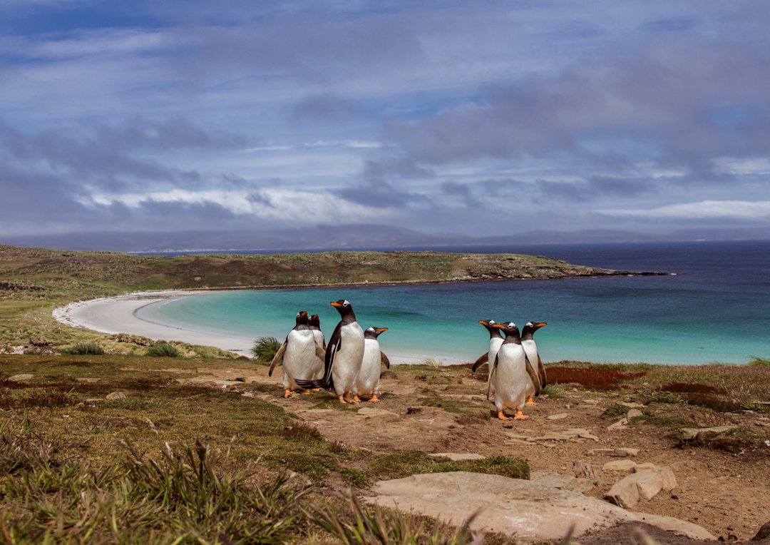 Rumbo a las Islas Malvinas, un destino emblemático de la Patagonia austral