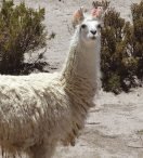 Bolivia  profunda