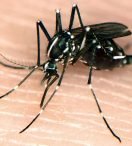 CON EL VERANO LLEGARON  LOS MOSQUITOS