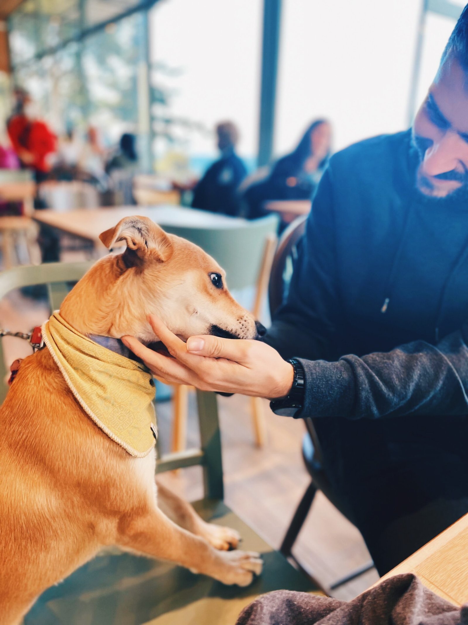 3 lugares pet friendly para salir a comer en Bariloche