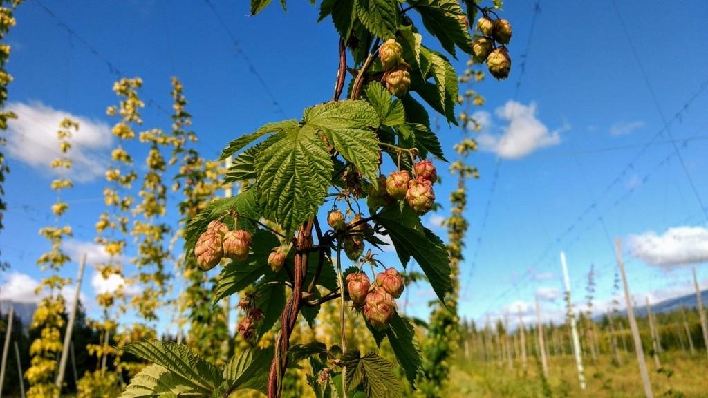 IPATEC desarrollará dos nuevos proyectos para el sector cervecero