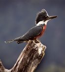 MARTÍN PESCADOR | Alcedo atthis