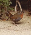 CHUCAO | Scelorchilus rubecula