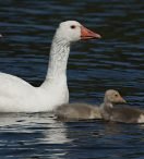 PATO CRIOLLO :: Cairina moschata