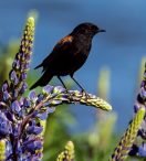 NATURA | Negrito Austral