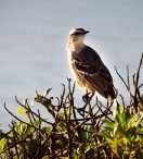 CALANDRIA MORA | Mimus patagonicus