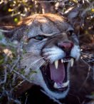 PHOTOSHOCK | El puma