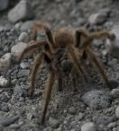 Una araña en la montaña :: CORDILLERA DE LOS ANDES