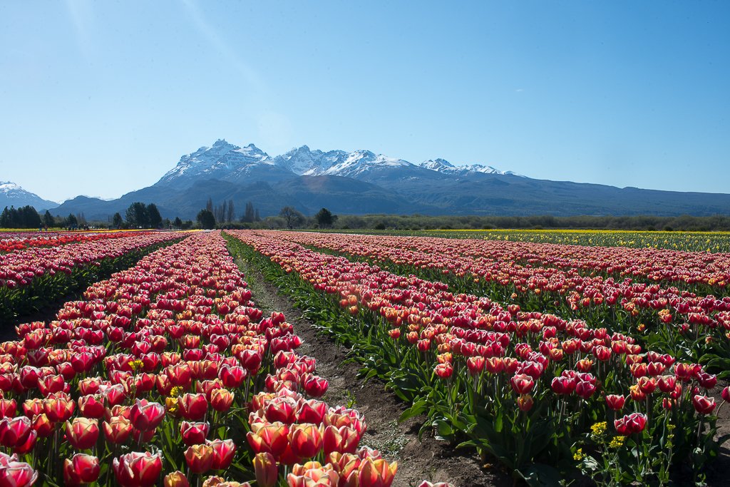 El jardín de la Patagonia florece en Trevelin