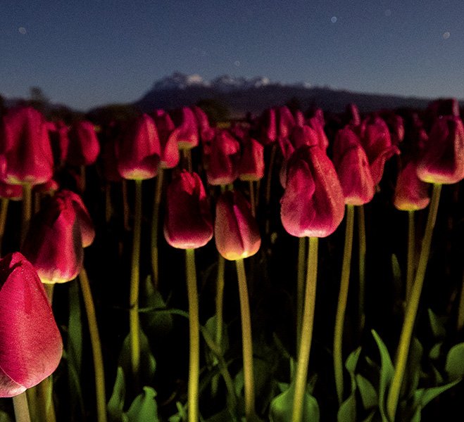 Un mar de tulipanes en el sur
