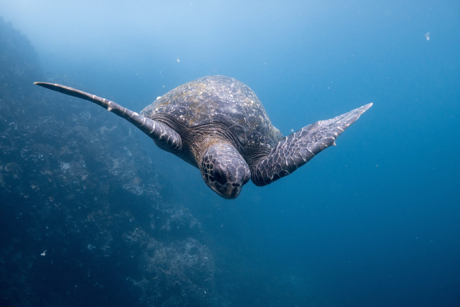Islas Galápagos: el último edén