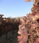 Cafayate, su gente y sus vinos :: CAFAYATE | SALTA