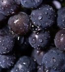Los adjetivos del vino