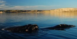 Se realizará el Patagonia Eco Film Fest en Puerto Madryn